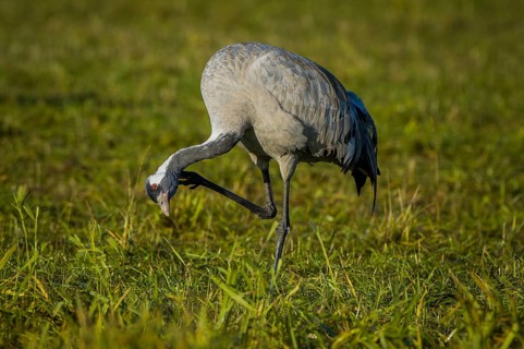 Eurasian or common crane (Grus grus) preening feathers