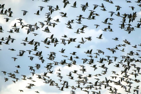 Flock of ducks and geese flying