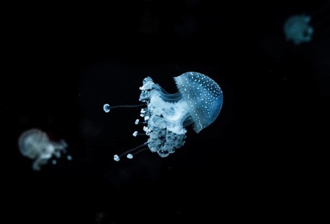 White-spotted Jellyfish (Phyllorhiza punctata)