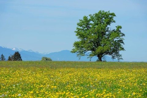 Spring meadows with solitary tree