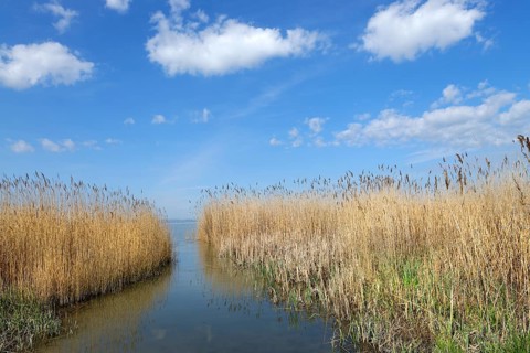 Lakeshore between Podersdorf and Weiden am See