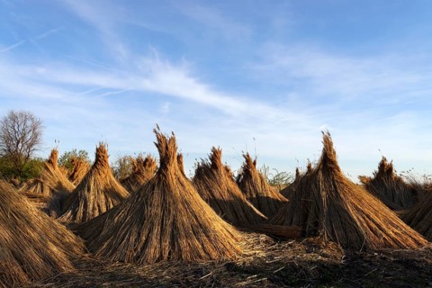 Reeds (Poales) laid out to dry