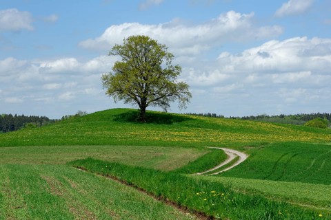 Lone tree with dirt road in Munsing