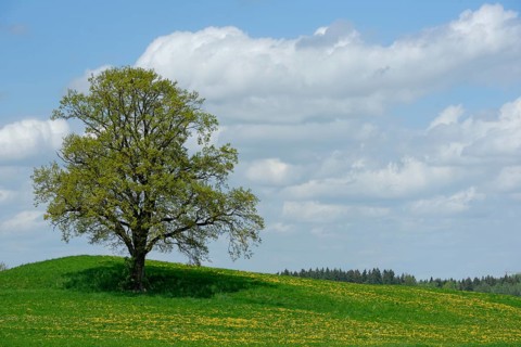 Lone tree with dirt road in Munsing