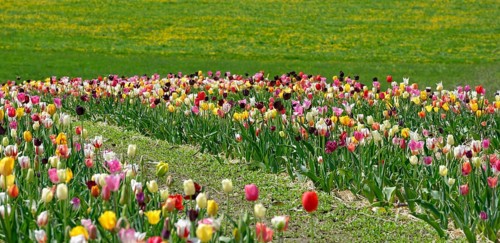 Tulip field