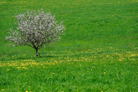 Lone flowering fruit tree on dandelion meadow