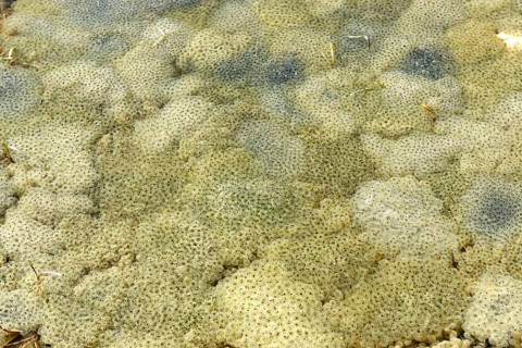 Puddle of water full of spawn