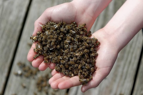 Dead bees in the hands of a beekeeper