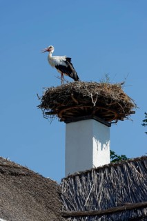 Stork's nest on chimney