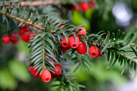 English yew or European yew (Taxus baccata) with red berries