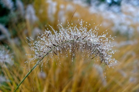 Foxtail fountain grass (Pennisetum alopecuroides) with dew drops