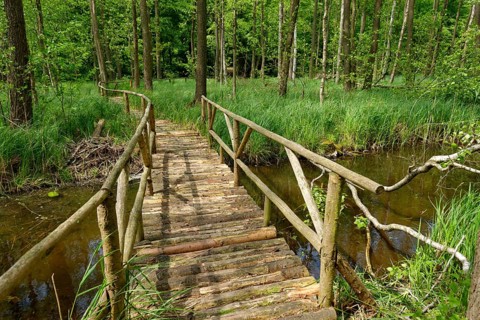 Wooden path