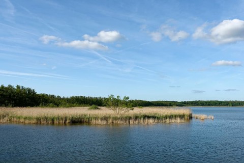 Reed belt along Kolpinsee