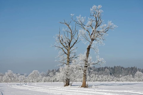 Trees with hoarfrost in winter