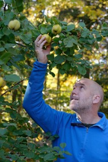 Man picking quince (Cydonia oblonga) from tree