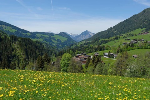 Spring meadows near Alpbach in Alpbach valley