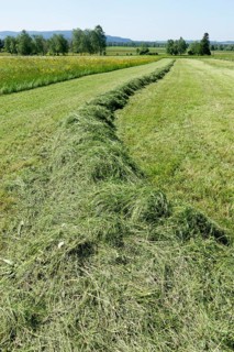 Haymaking