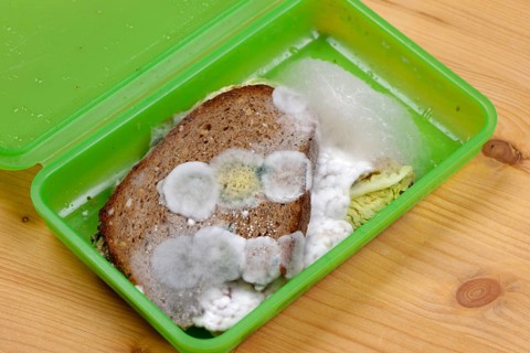 Moldy bread