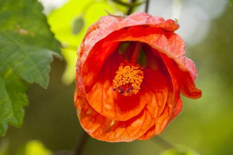 Abutilon Orange (Abutilon)