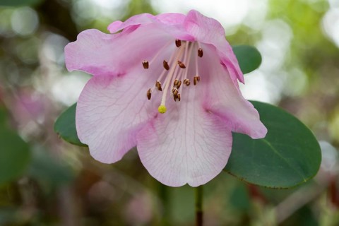 Rhododendron (Rhododendron williamsianum)