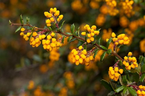 Darwin's barberry (Berberis darwinii)