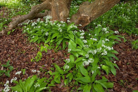 Ramsons (Allium ursinum)