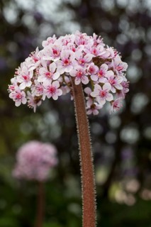Indian rhubarb (Darmera peltata)