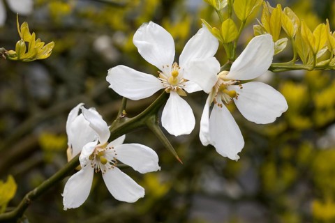 Chinese Bitter Orange (Poncirus trifoliata)