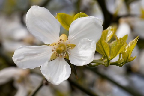 Chinese Bitter Orange (Poncirus trifoliata)