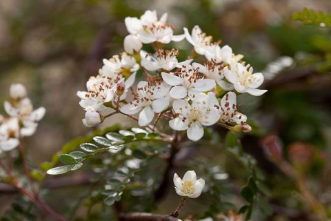 Fern-Leaf Box (Osteomeles subrotunda)