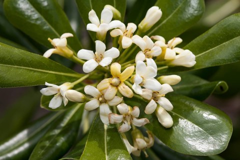 Japanese pittosporum