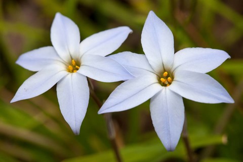 Spring star