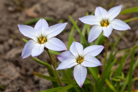 Spring star