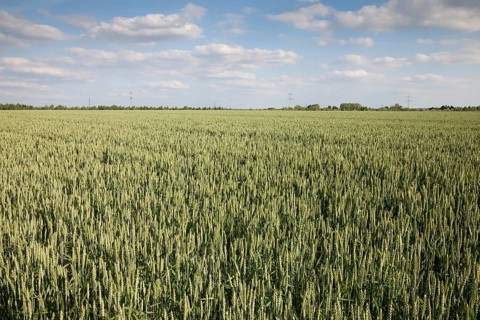Wheat (Triticum) field
