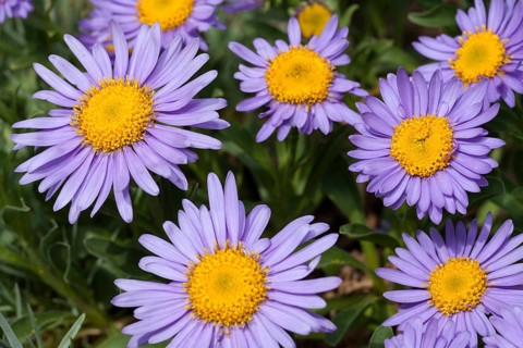 Alpine Aster (Aster alpinus)