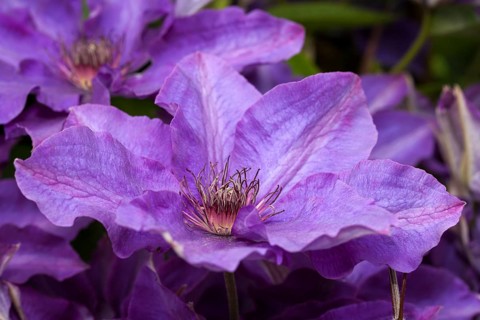 Clematis (Clematis) flower