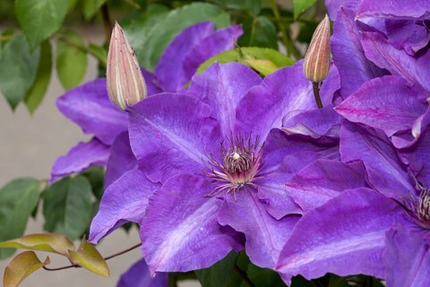 Clematis (Clematis) flower