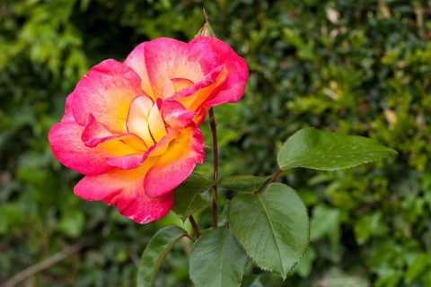 Bloom