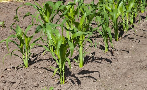 Maize (Zea mays) stalks