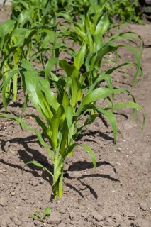 Maize (Zea mays) stalks