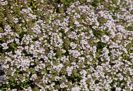 Flowering thyme (Thymus vulgaris)