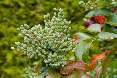 Oregon grape (Mahonia aquifolium)