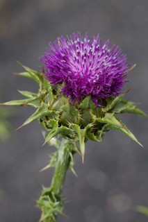 Milk thistle (Silybum marianum)