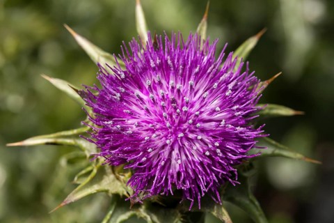 Milk thistle (Silybum marianum)