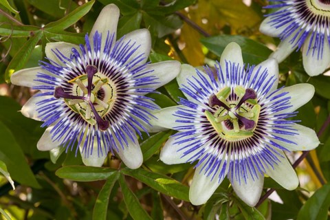 Blue passion flowers (Passiflora caerulea)