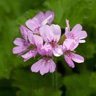 Rose geranium (Pelargonium graveolens)