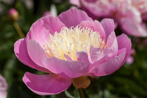 Chinese peony or common garden peony (Paeonia lactiflora)