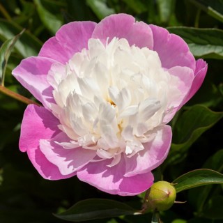 Chinese peony or common garden peony (Paeonia lactiflora)