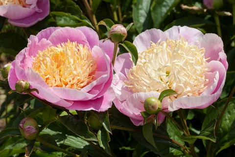 Chinese peony or common garden peony (Paeonia lactiflora)