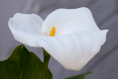 Calla lily or arum lily (Zantedeschia aethiopica)